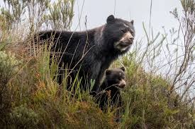 El oso de anteojos: el silencioso guardián de los bosques y páramos del Carchi
